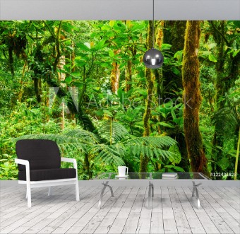 Picture of Tropical rainforest